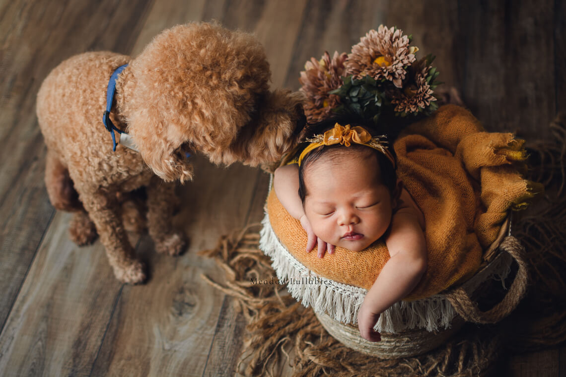 Poodle dog kissing newborn baby